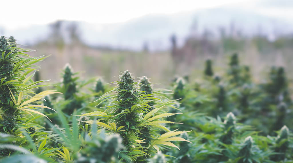 8 Best CBD Hemp Flower Strains for Any Occasion