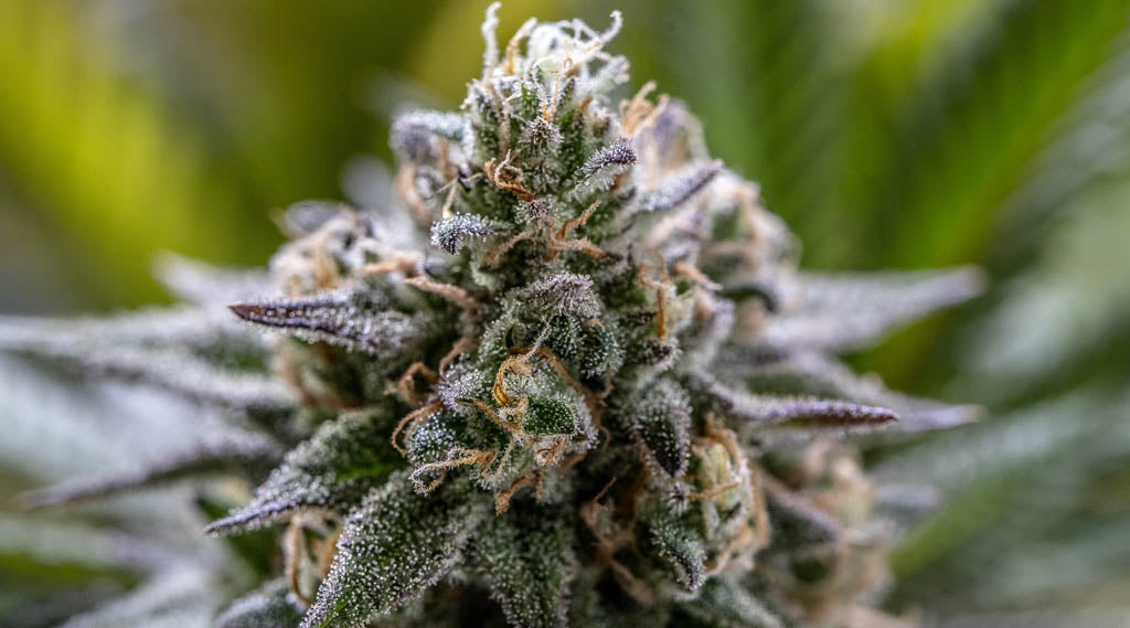 What Are Terpenes in CBD: Benefits and History