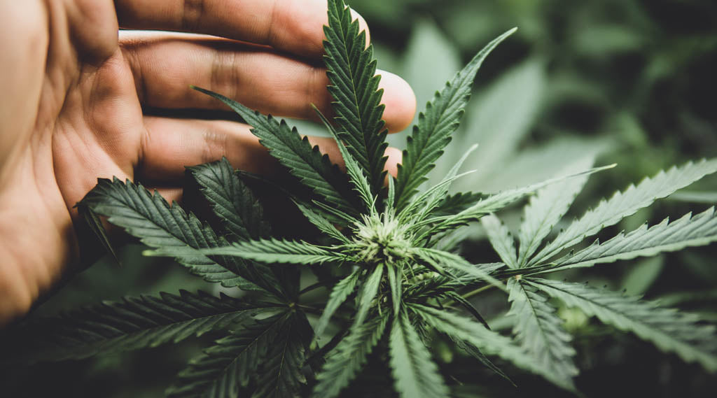 Confused About CBD Hemp Flower? Check Out These Common CBD Questions