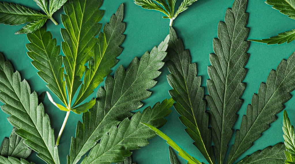 Close-up of hemp plant leaves used in Delta-8 THC products, symbolizing cannabis legality and drug testing concerns.